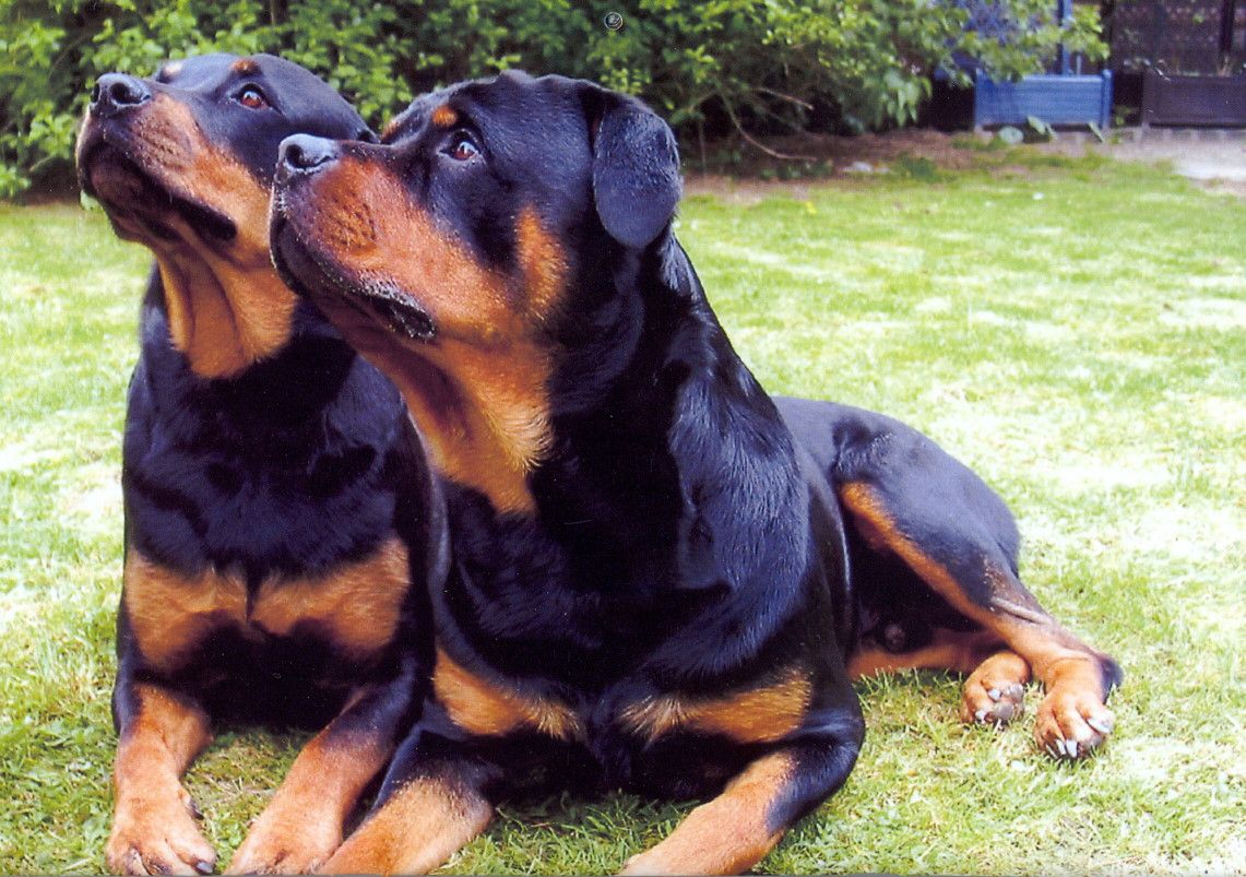 Rottweiler mal 2